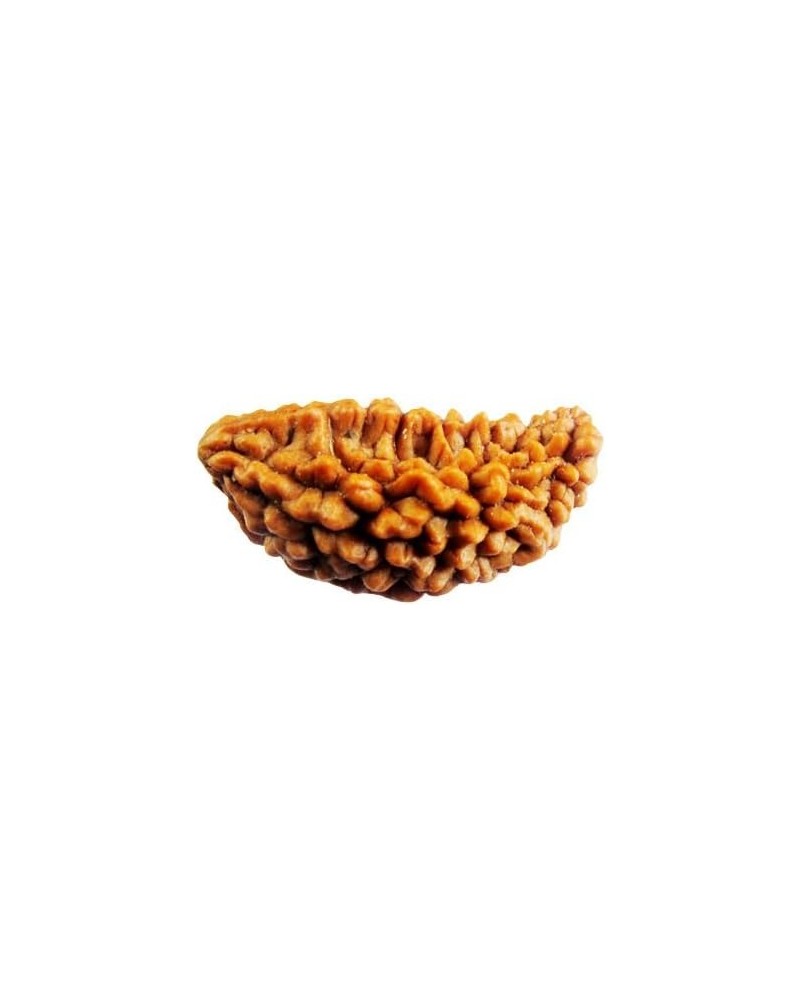 Original Nepali Rudraksha Bead/Rudraksha Bead Natural Rudra Religious Rosary Bead Rudra bead 1 mukhi $33.03 Necklaces